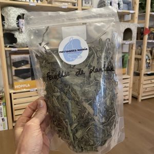 Feuilles de plantain