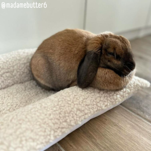 Coussin Grenouille / Snugabun pour lapins - SOLO Moumoute