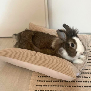 Coussin Grenouille / Snugabun pour lapins - SOLO Velours côtelé